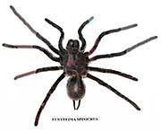 'Eurypeima Spinicrus | A large Spider' by Asienreisender